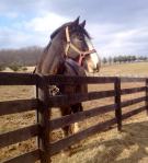 Lucas at Gentle Giants Draft Horse Rescue